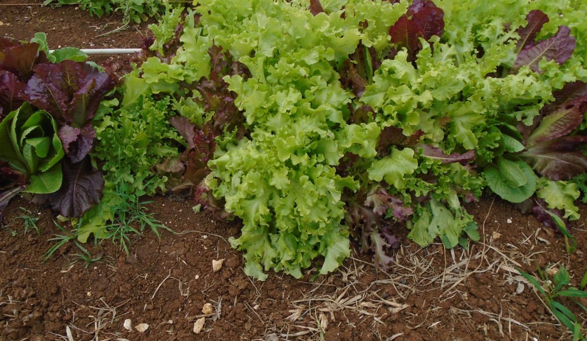 organic lettuce