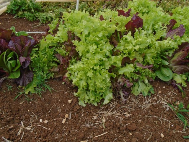 Fresh Finds: Where to Buy Organic Foods in Barbados